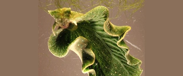 Elysia chlorotica.jpg