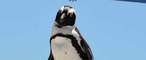 humbold penguen.jpg