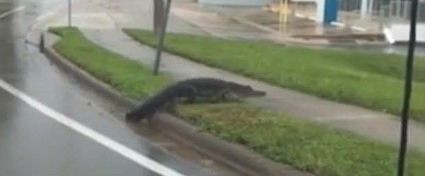 florida timsay uyarı irma kasırga130917.jpg