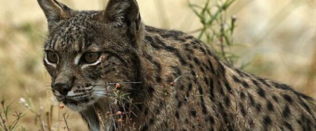 İspanya'da kürtaja karşı 'vaşaklı' kampanya