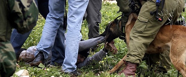 israil-köpek-saldırı-filistin060215