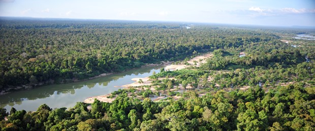kamboçya orman.jpg