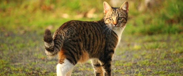 kedi.jpg