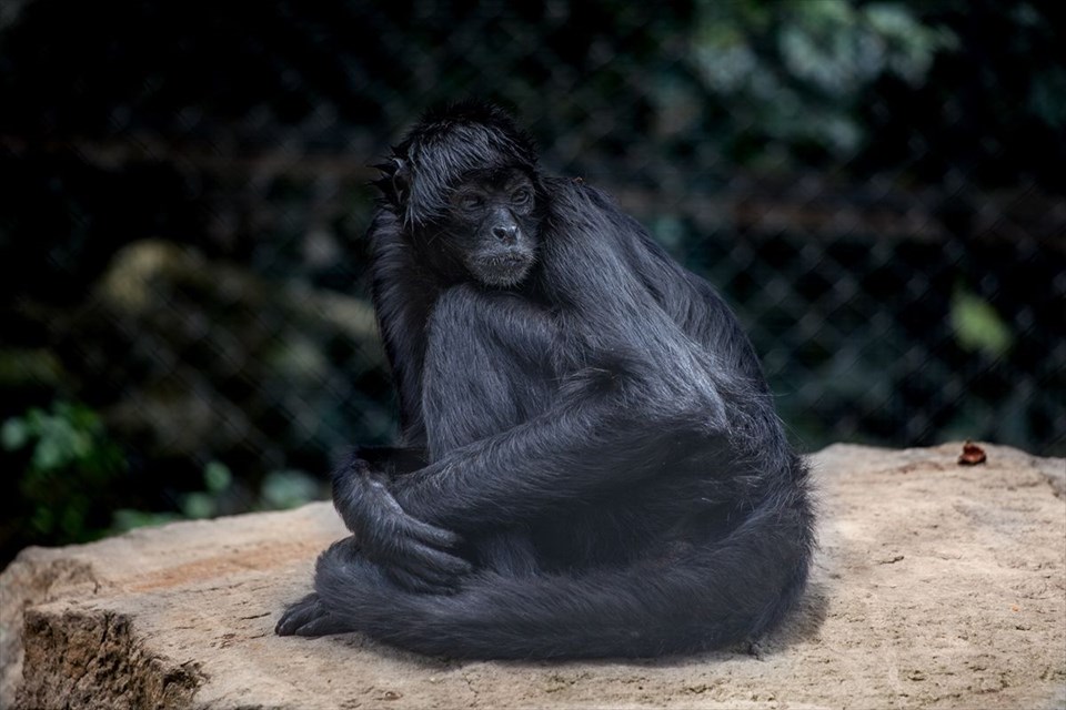 KARA ÖRÜMCEK MAYMUNU