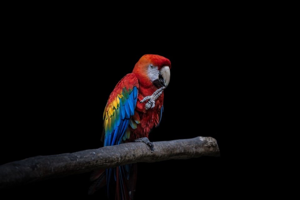 KIRMIZI MACAW PAPAĞANI
