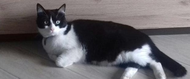 kedi.jpg