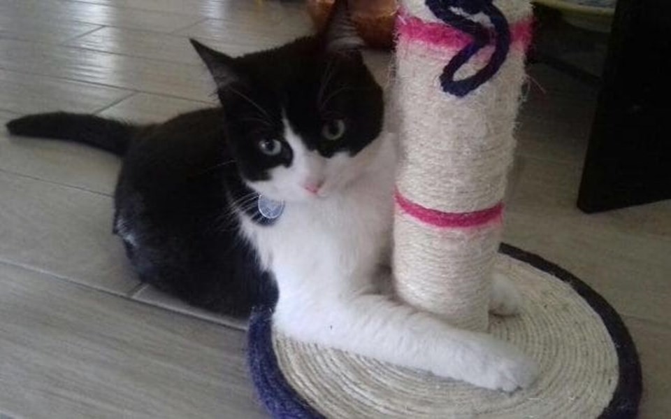 Dört yaşında kedi, evinden kaçıp gecelerini sahibinin komşusunda geçiriyordu.