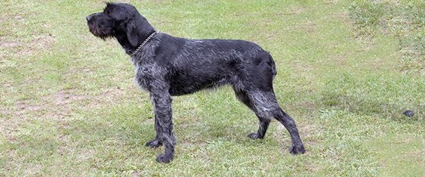 german-wirehaird-pointer.jpg