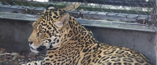 jaguar.jpg
