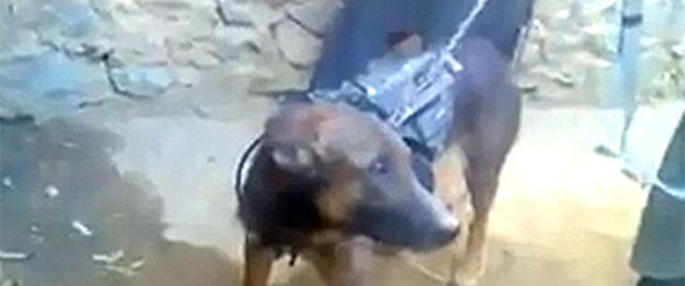 Taliban bu kez bir köpeği esir aldı