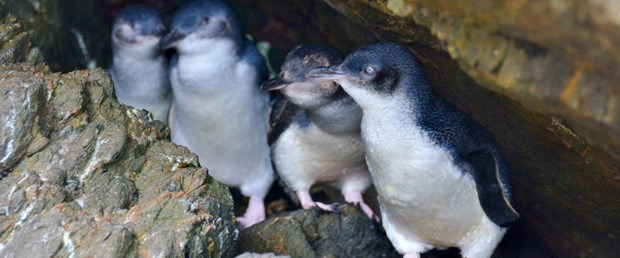 penguen.jpg