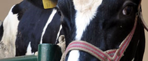 Tecavüzcüye inek bakma cezası