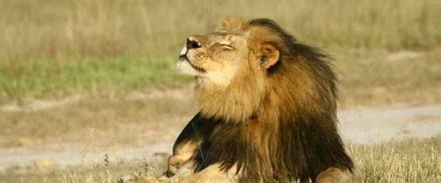 aslan