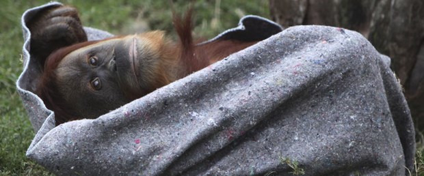 Üşüyen orangutanlara battaniye servisi