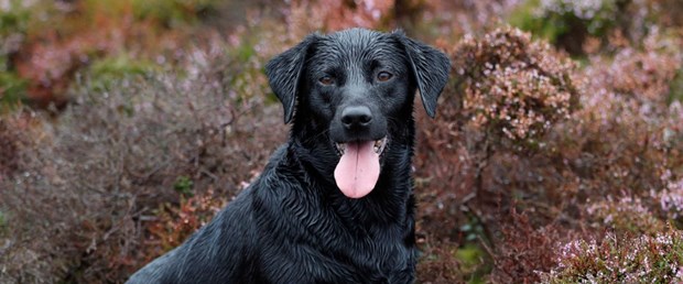 köpek.JPG