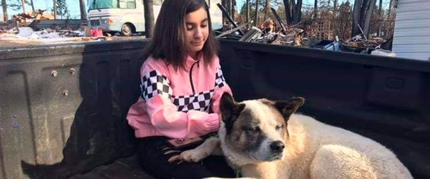 kingston köpek