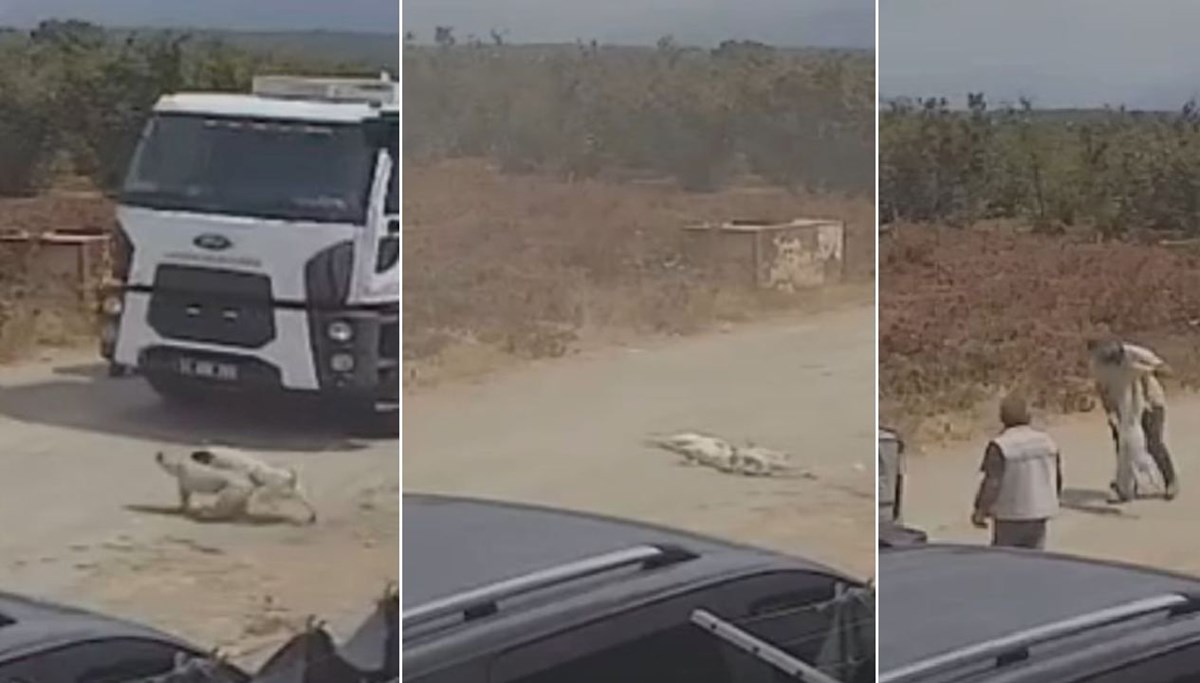 Ezdikleri köpekleri çöp kamyonuna attılar