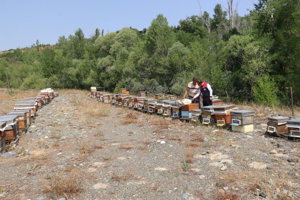 Erzincan'da üretilen geven balının hasadı başladı - 5