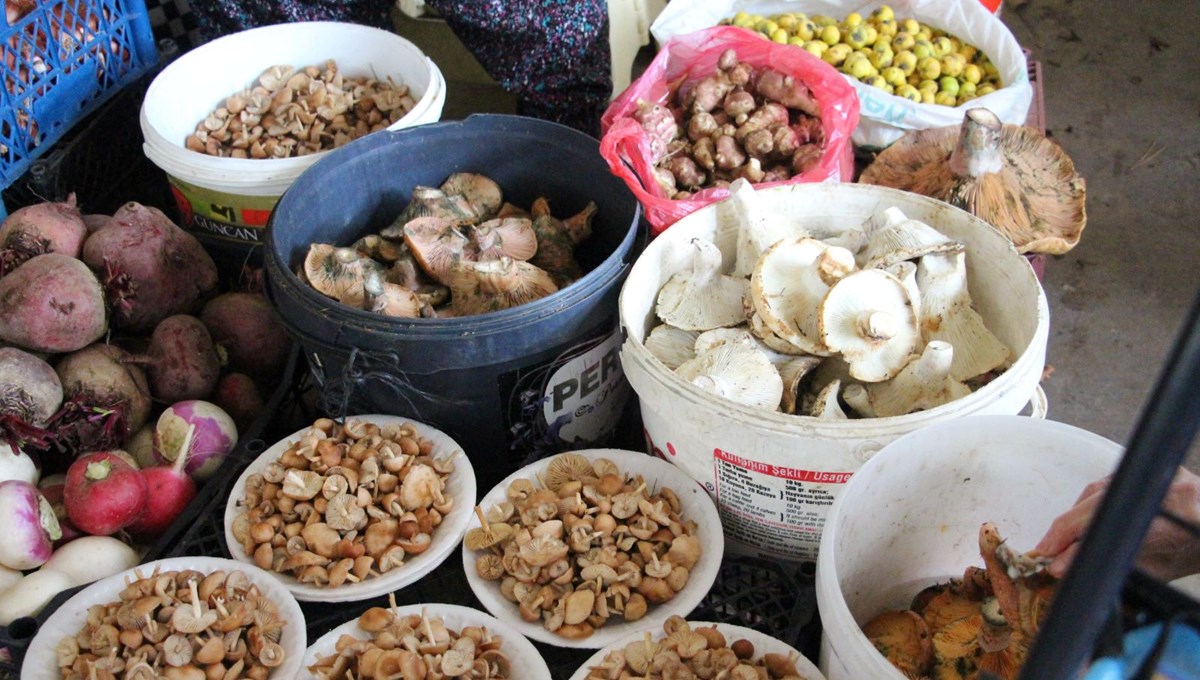 Ormandan kova kova topladı, pazarda satıyor: Talep çok, kilosu 400 lira