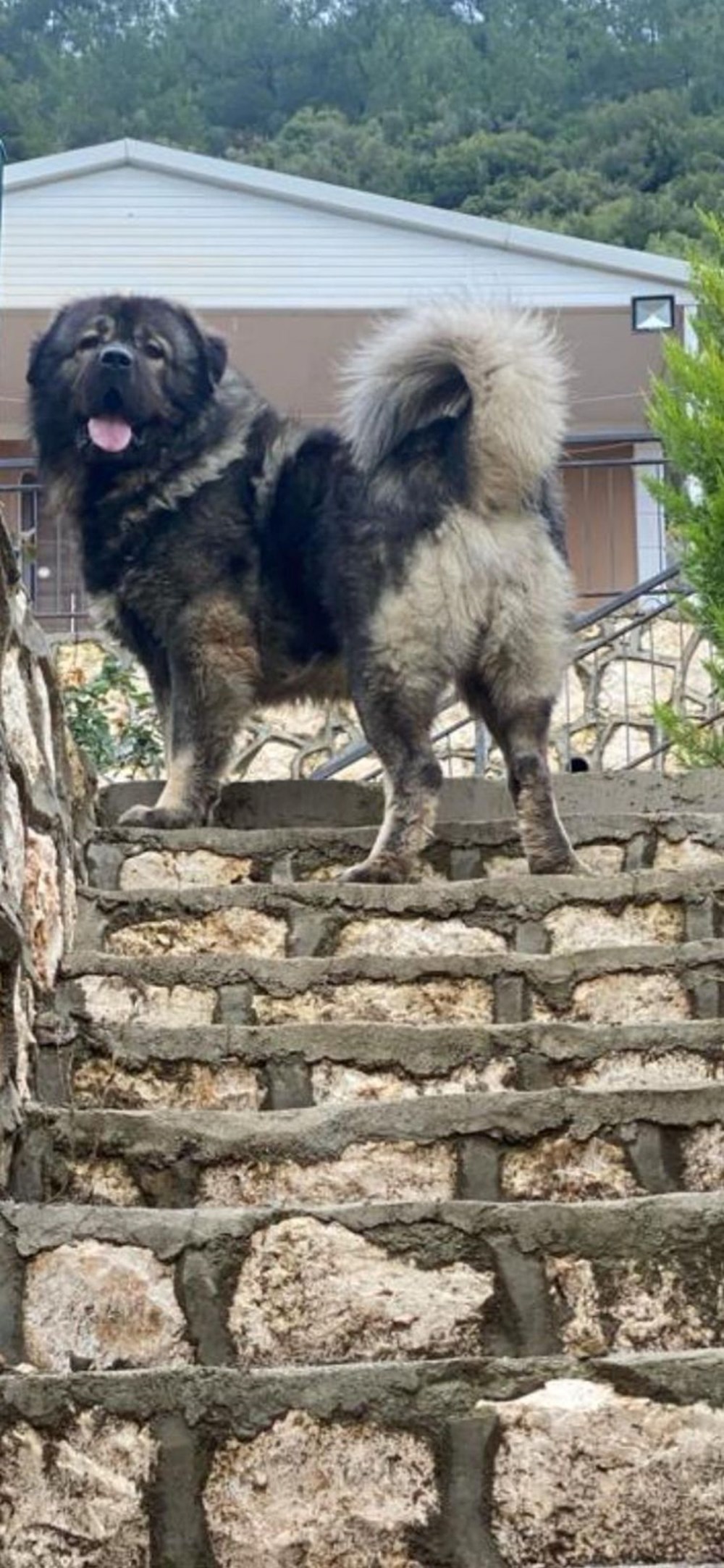 Çalamadığı köpeği pompalı tüfekle vurdu - 4