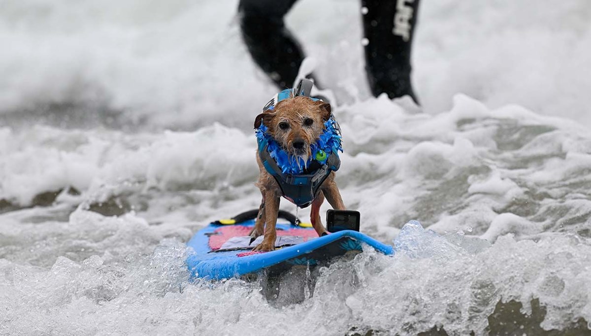 Köpekler sörf tahtasında yarıştı