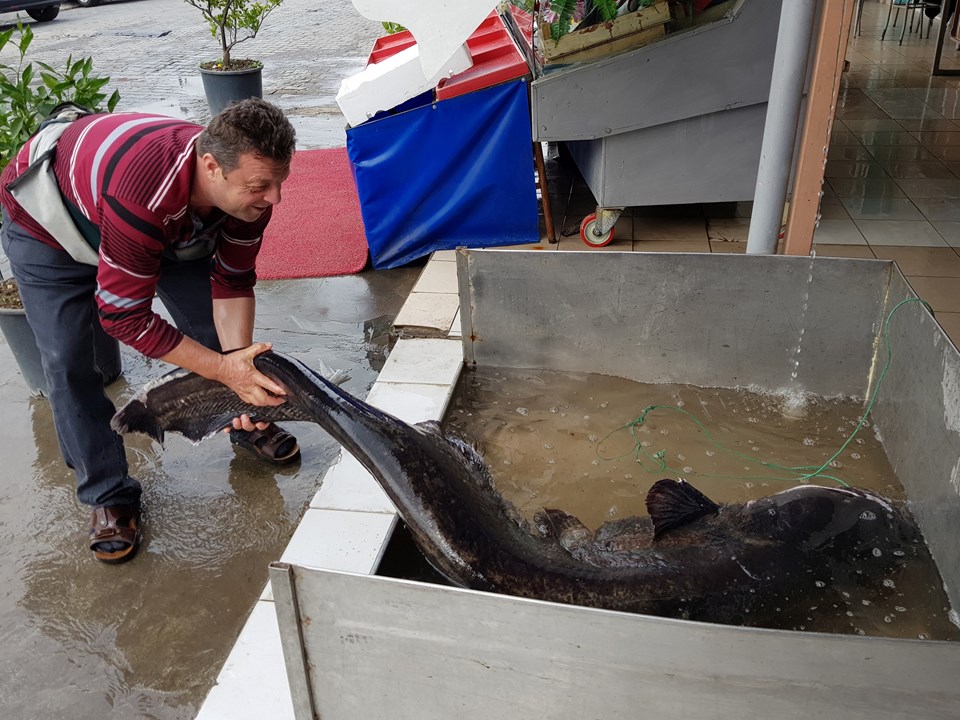 İznik Gölü'nde 2 metrelik yayın balığı yakalandı - 1