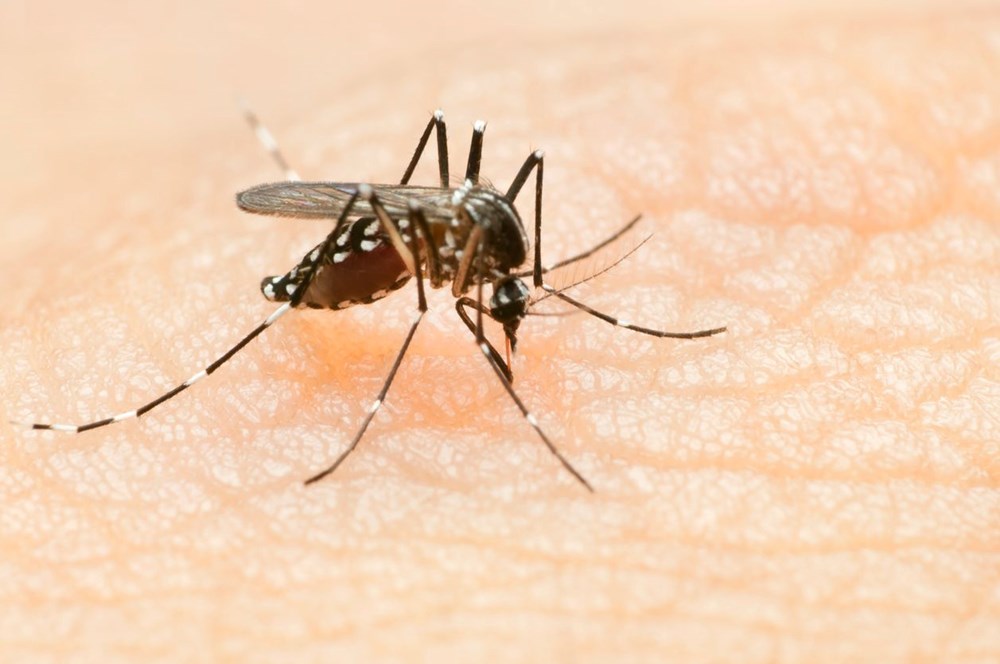 Sivrisinekler neden bazı insanları daha çok ısırıyor? Bilim insanları nedenini açıkladı - 3