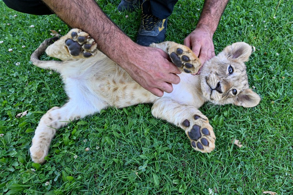Erdoğan'ın aslanlarına isim aranıyor: Anketle belirlenecek - 8