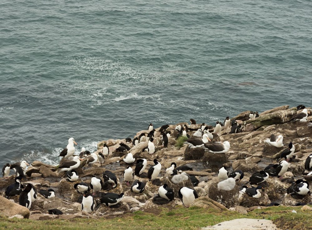 Küresel ısınma dünyanın en sadık canlılarını değiştirdi: Albatroslar arasındaki 'boşanma'lar arttı - 9