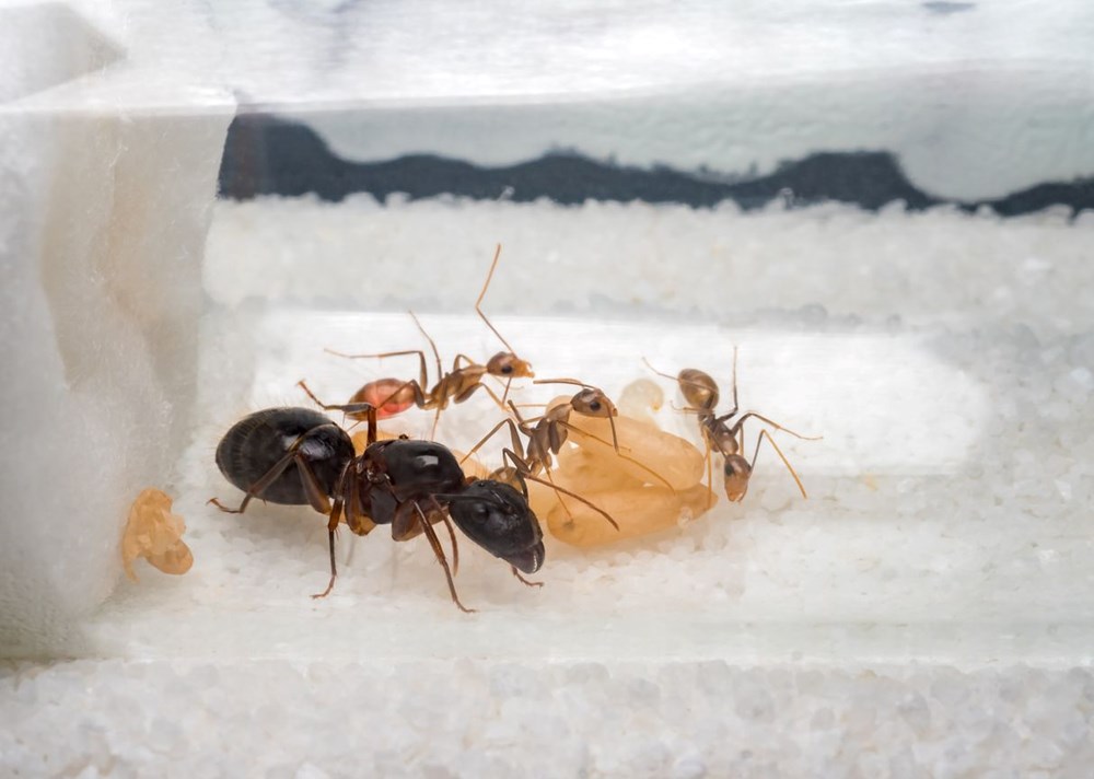 Önemli keşif: Karıncalar idrar koklayarak kanseri tespit edebiliyor - 10