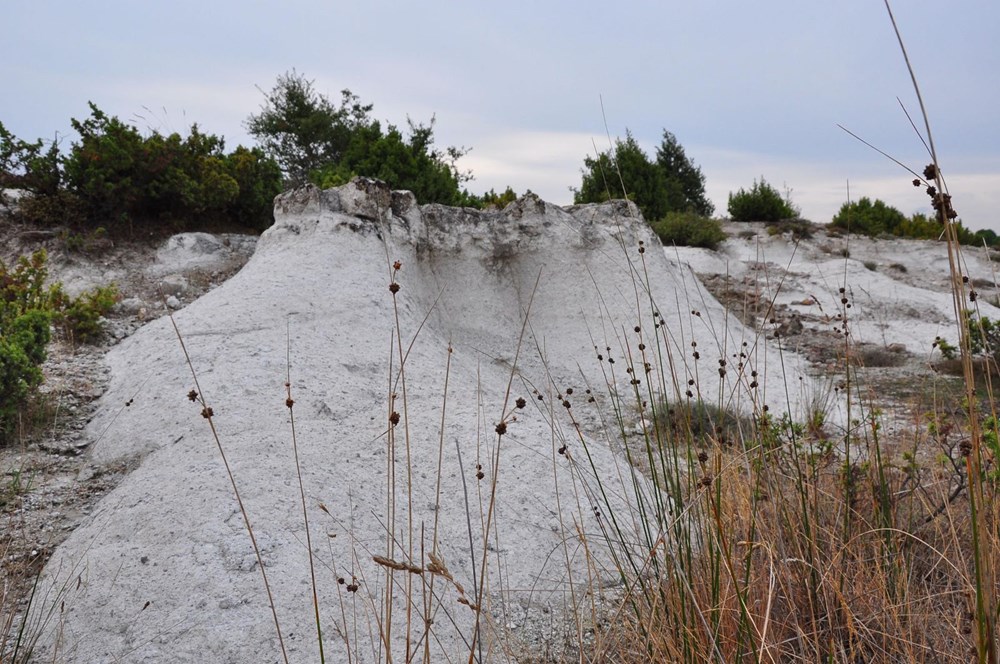 21 milyon yıllık fosil ağaç ormanı tehlikede - 1