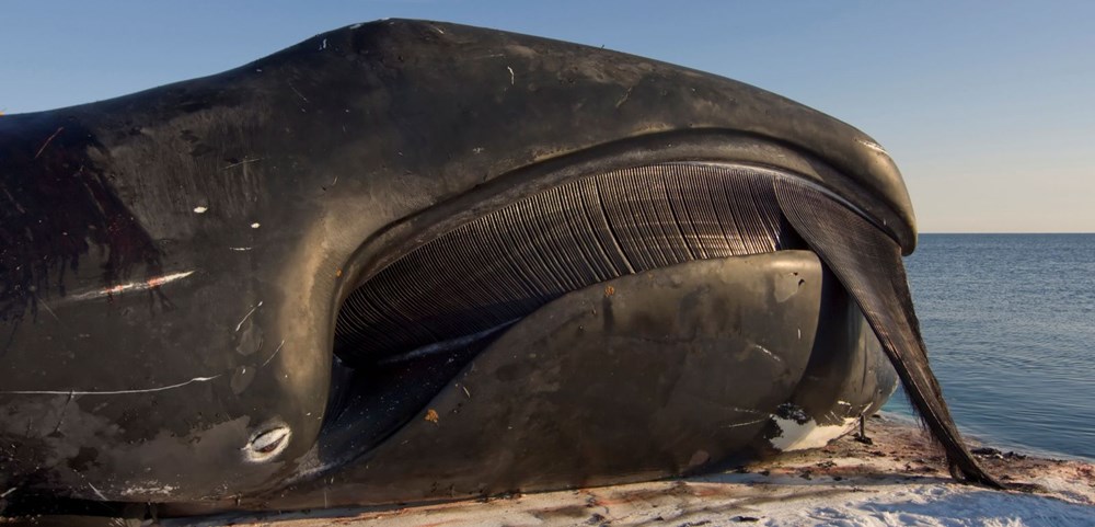 Kuzey Kutbu’nda eriyen buzullar nedeniyle Grönland balinaları evine dönemiyor - 5