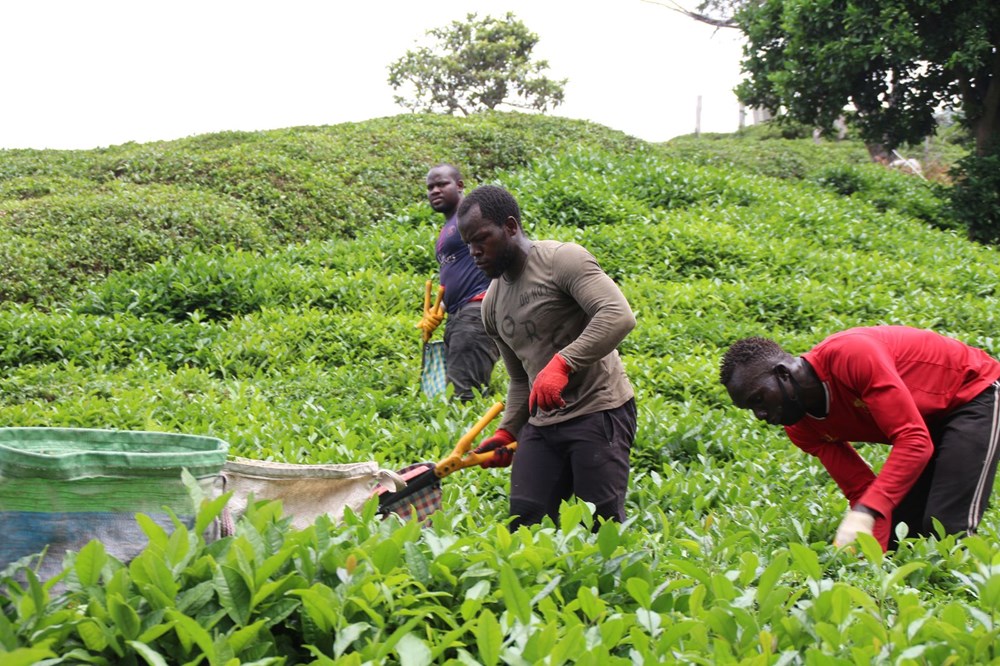 Afrikalı işçiler bu yıl da çay hasadında - 5