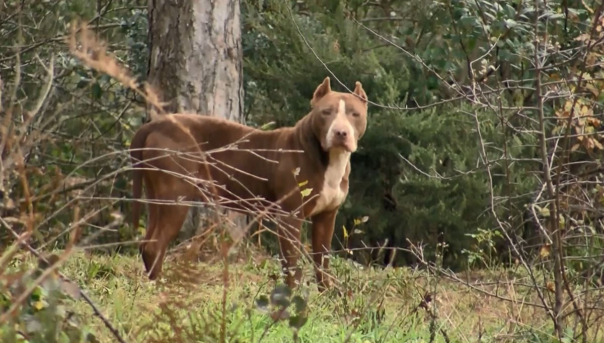 Yasaklı ırktan köpeklerini kaydettirmek istemeyenler ormanlara bırakıyor