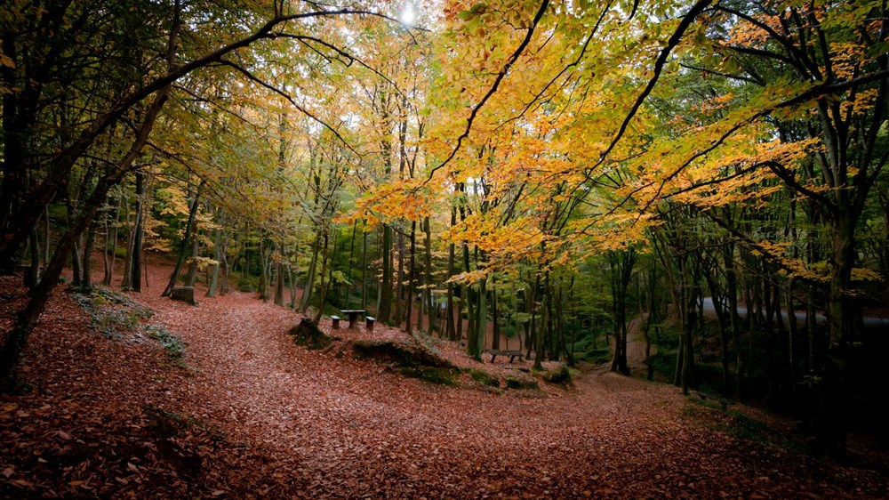 İstanbul'da sonbahar güzelliği yaşayabileceğiniz 5 orman - 1