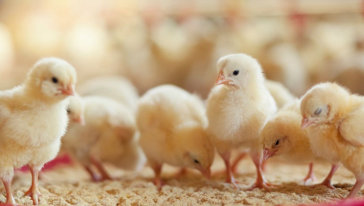 Fransa'da erkek civcivlerin yumurtadan çıkar çıkmaz öldürülmesi yasaklandı
