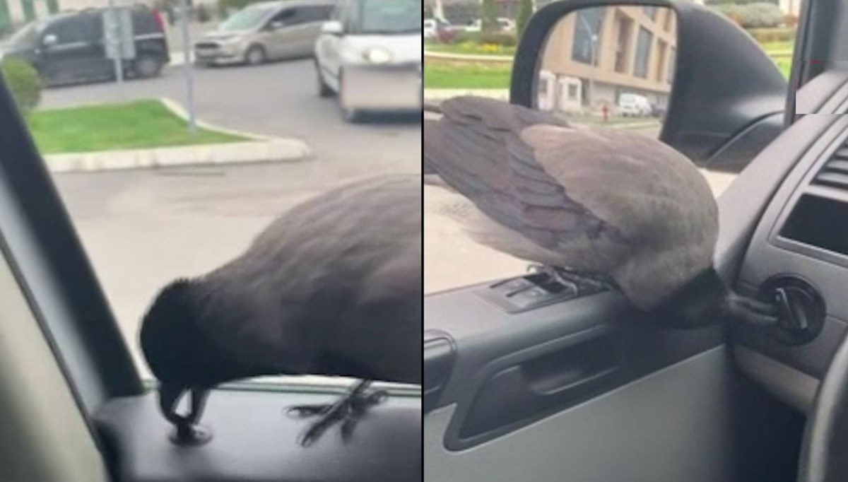 Araba meraklısı karga kamerada