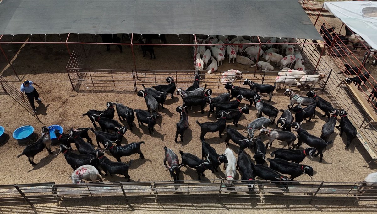 Kurbanlıklar görücüye çıktı: 13 bin liradan başlıyor