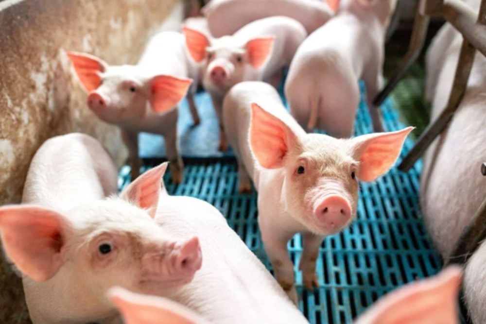 Avrupa ve Asya'da yeni salgın: Ölüm oranı yüzde 50'den daha fazla - 8