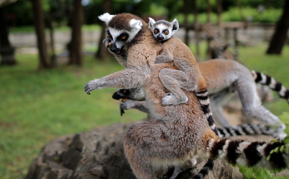 Bursa'daki lemur ailesi büyüyor - 13