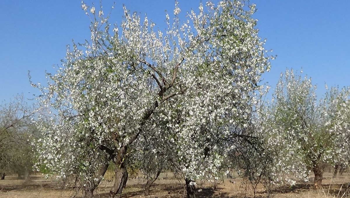 Mersin'de badem ağaçları çiçek açtı