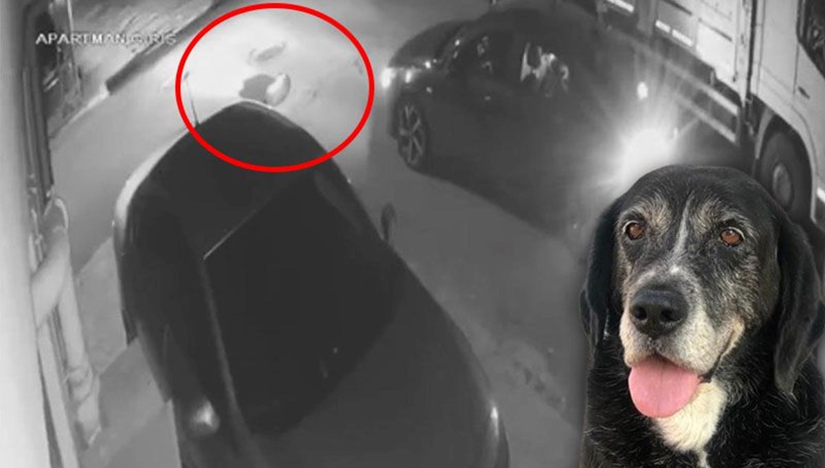Yolda uyuyan köpeği ezip kaçtı Yolda uyuyan köpeği ezip kaçtı