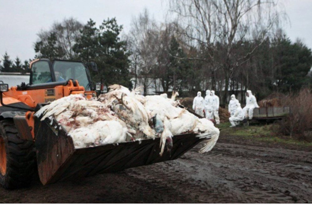 Avrupa ve Asya'da yeni salgın: Ölüm oranı yüzde 50'den daha fazla - 11