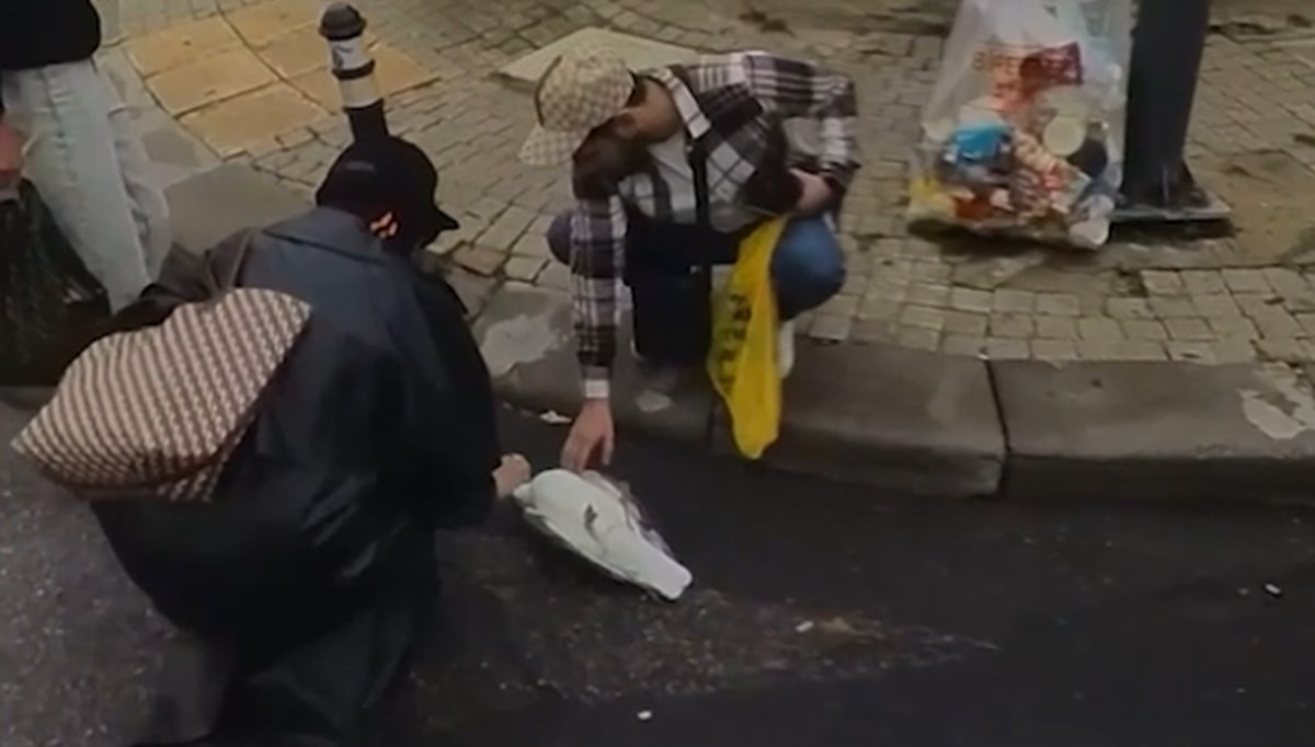 Martıya kalp masajı Martıya kalp masajı