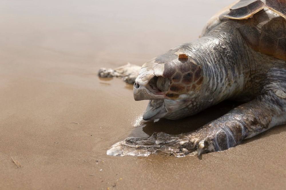 Plastik kirliliği Akdeniz’de kimyasal düzeylere ulaştı: Caretta carettalar ölüyor - 3
