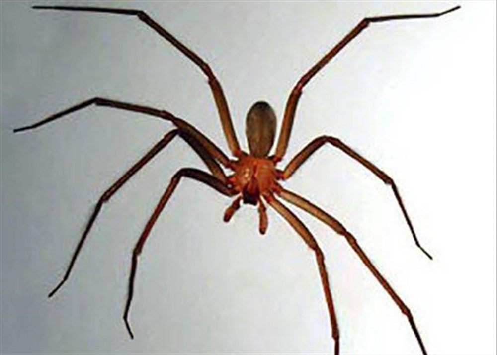 Паук отшельник фото где обитает Паук отшельник фото где обитает