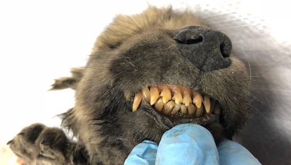 18 bin yıllık kalıntı bilim dünyasını ikiye böldü: Köpek mi kurt mu?
