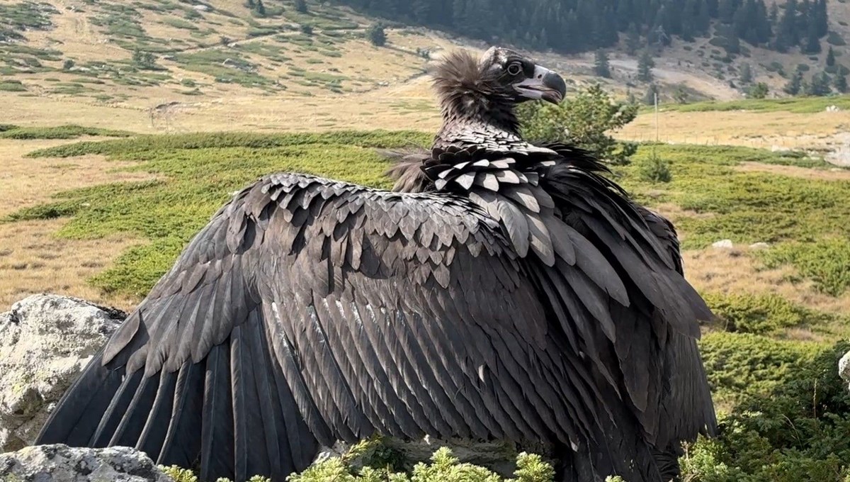 Bolu'da bulundu, tedavi edilip doğaya salındı