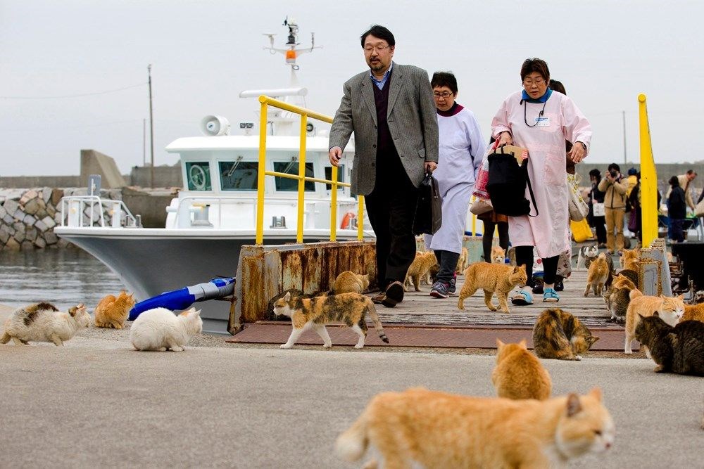 Japonya'daki kedi adası: Aoshima - 11
