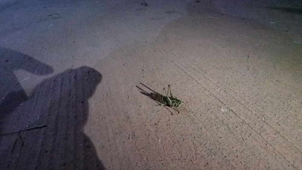Arnavutköy'de çekirge endişesi - 3
